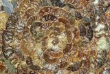 Composite Plate Of Agatized Ammonite Fossils #77793-1
